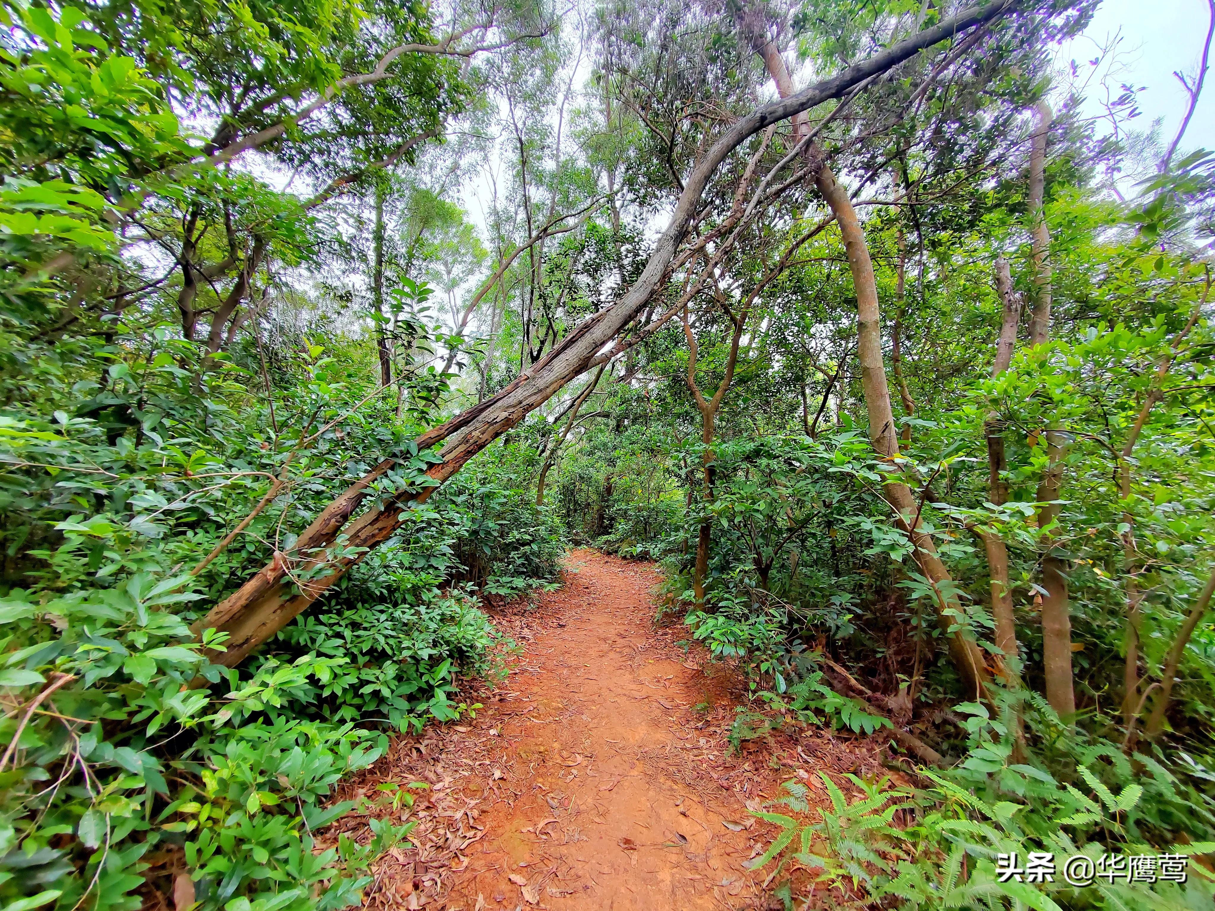 凤岗花园后面的原始森林