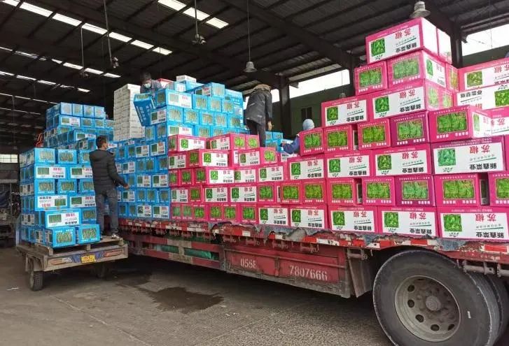 鐤儏鍗栬彍,鐤儏鏈熼棿鍗栬彍