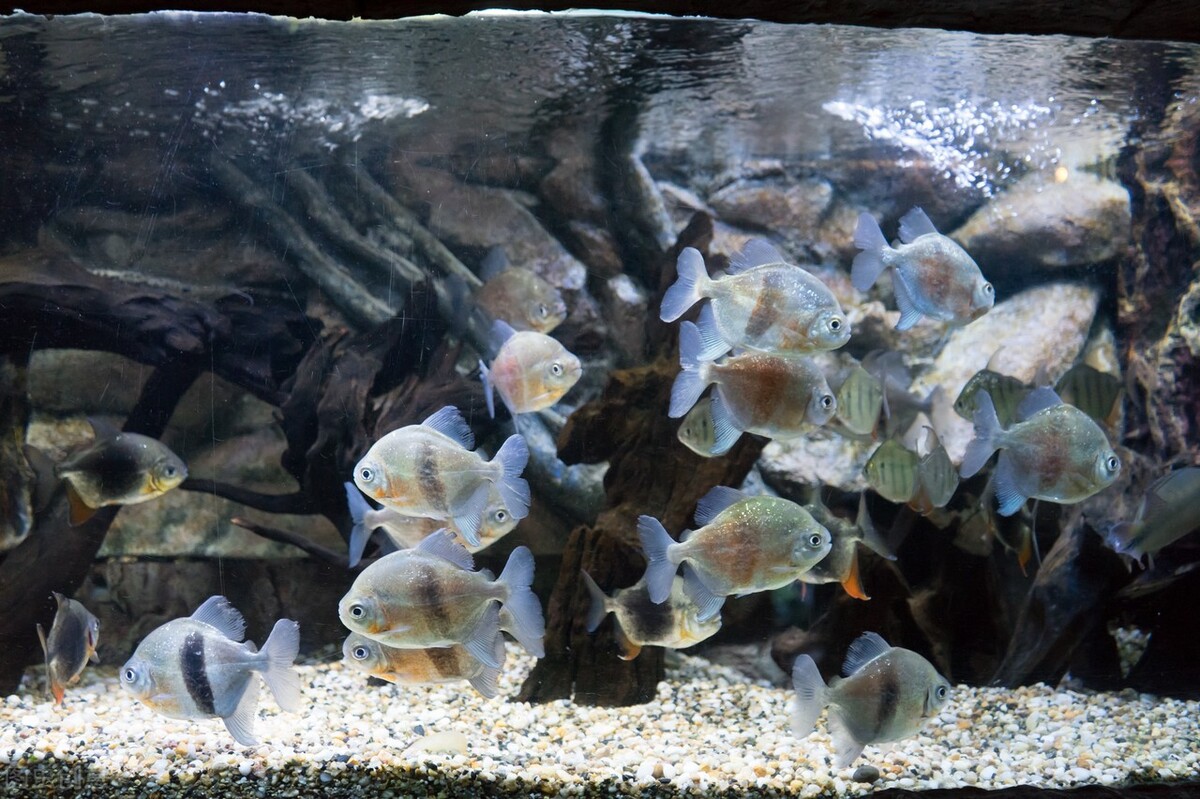 土池养黄鳝一亩需要多少种苗,水泥池塘养殖黄鳝