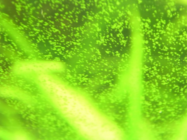 水族草缸爆绿丝藻怎么办,水草缸绿藻的养殖方法