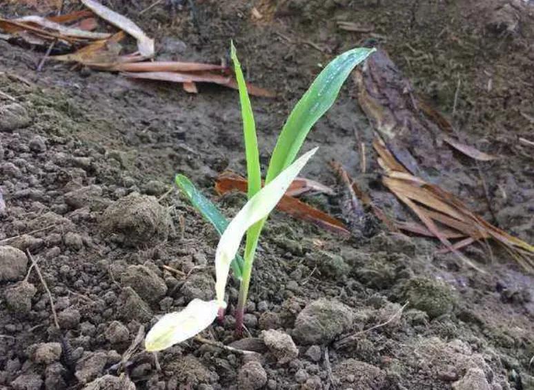 玉米播种怎样才能播得又快又好,玉米播种深浅有什么优缺点