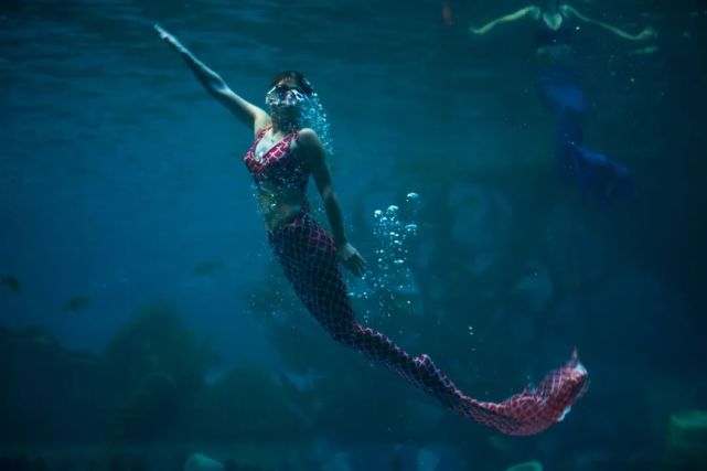 永泰青梅花开全部视频,永泰青梅丰收季节