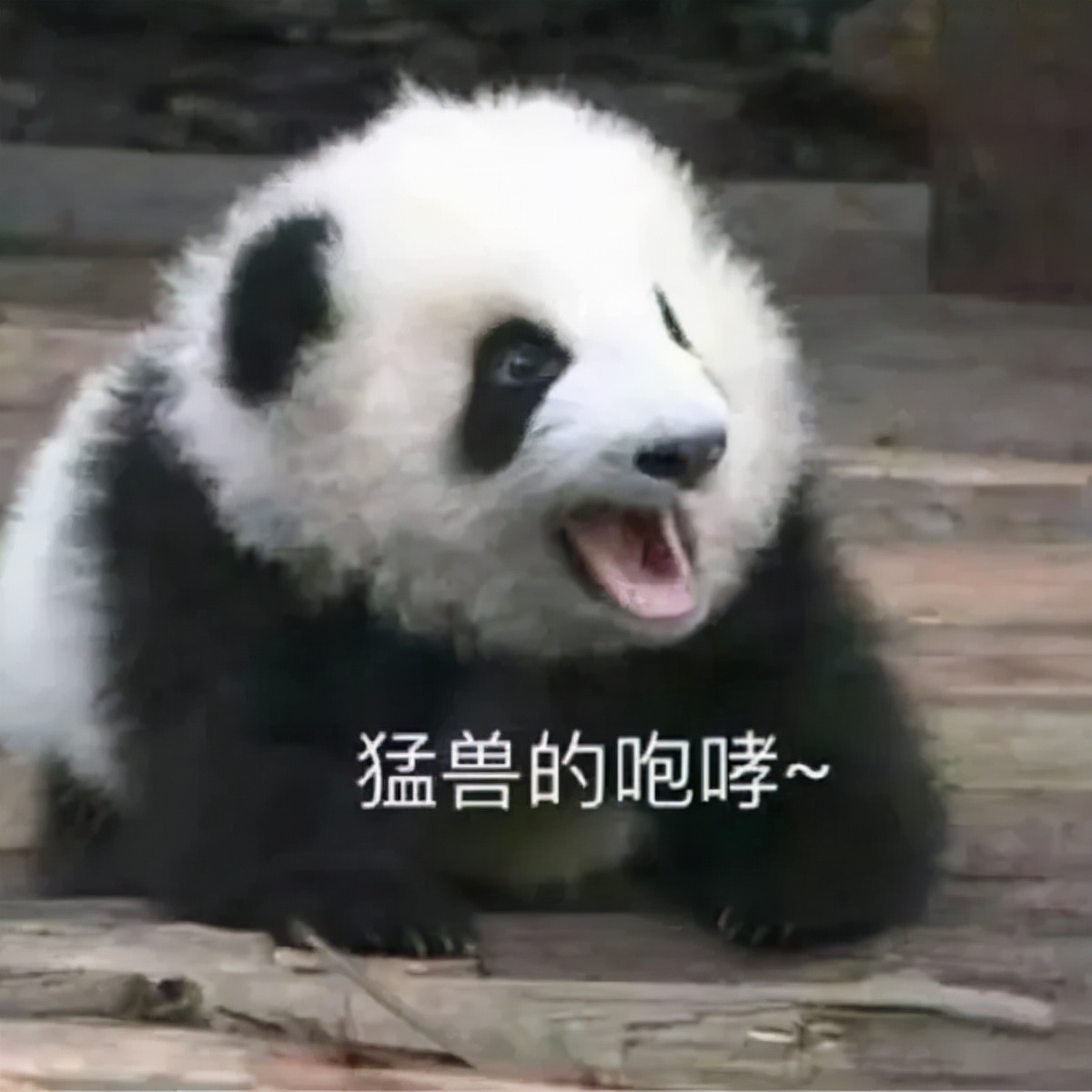 核酸检测正常发朋友圈幽默搞笑,幽默搞笑的朋友圈说说带自己图片