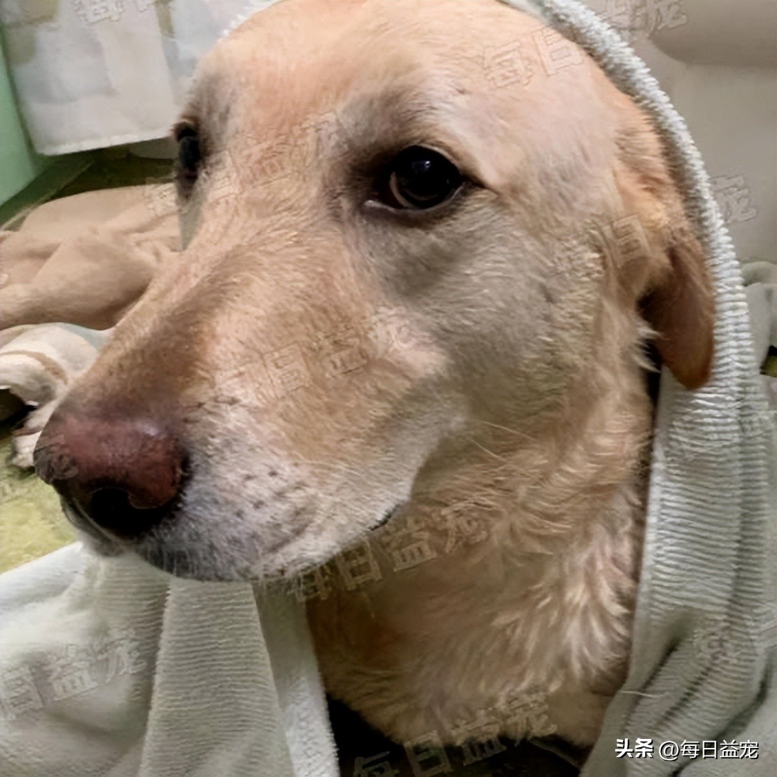 狗狗魔性舞步太洗脑,狗狗魔性跳舞