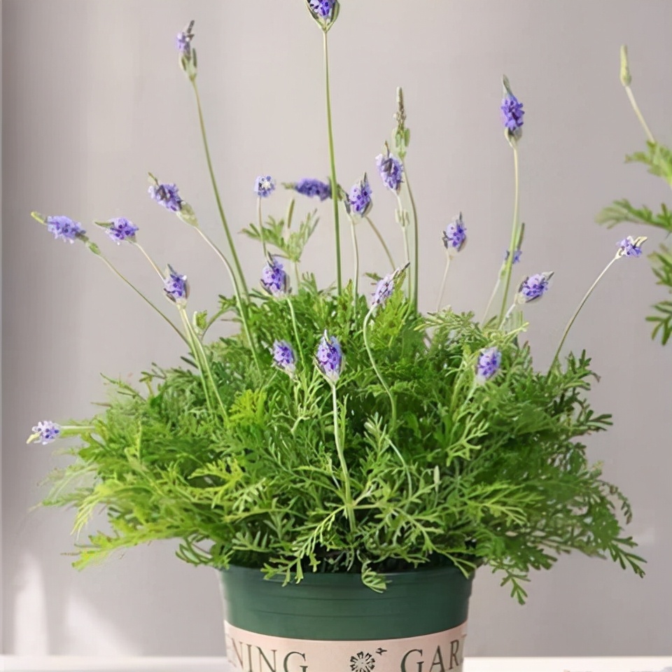 百花齐放春意浓群芳争艳,百花齐放喜迎新春