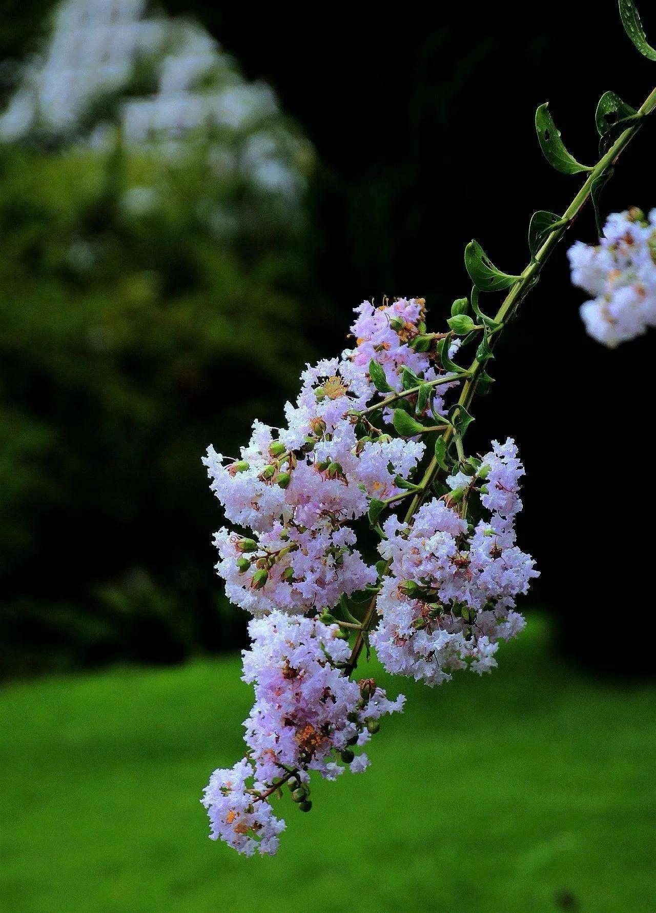紫薇花壁纸高清全屏,唯美紫壁纸