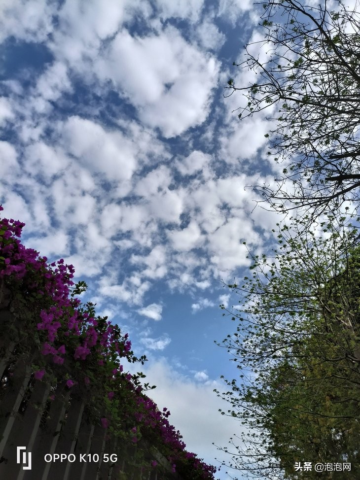 oppok10天玑8000-max,oppok10天玑8000优缺点