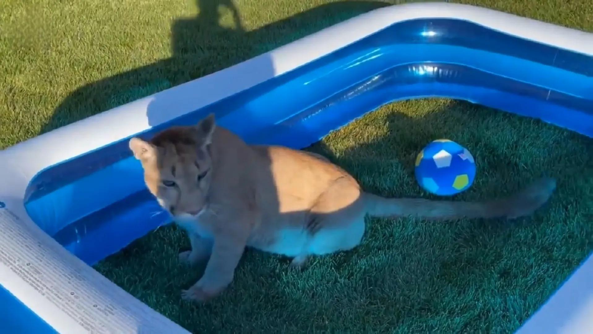 美洲狮梅西足球,美洲狮梅西和美洲狮凯利