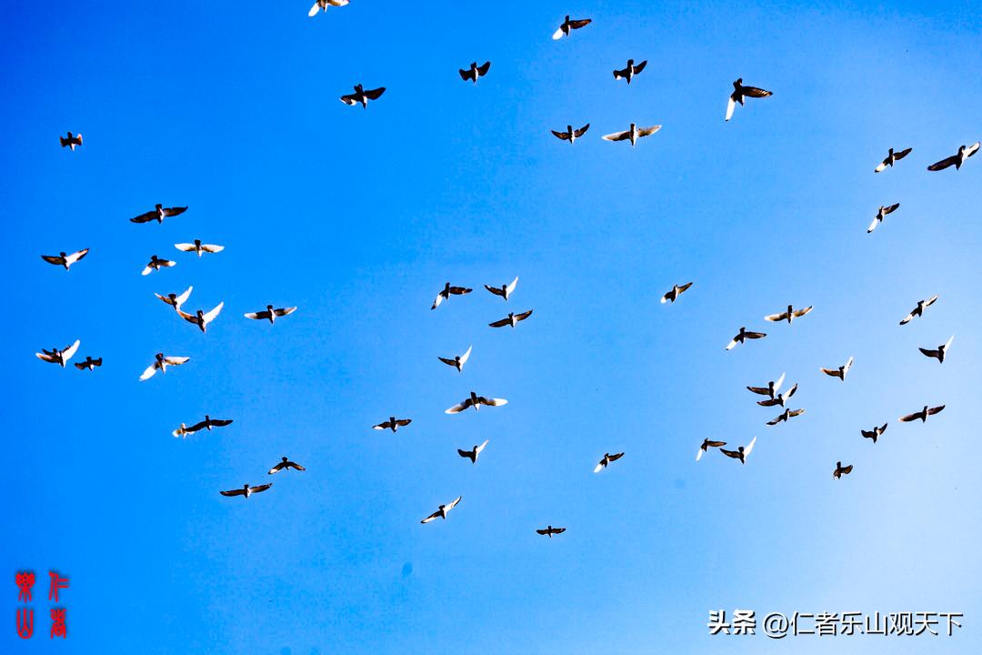 最后的摇曳——只为那绳命的回晃