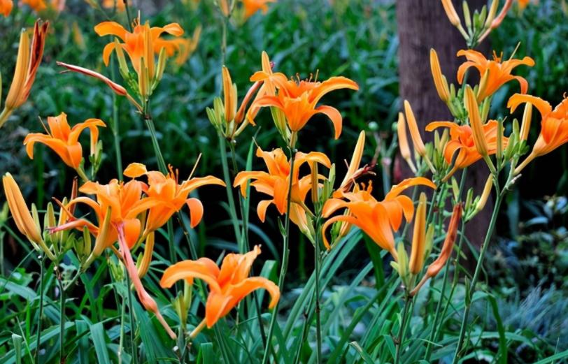 和康乃馨相似的花有哪些,康乃馨花期长又好养的花