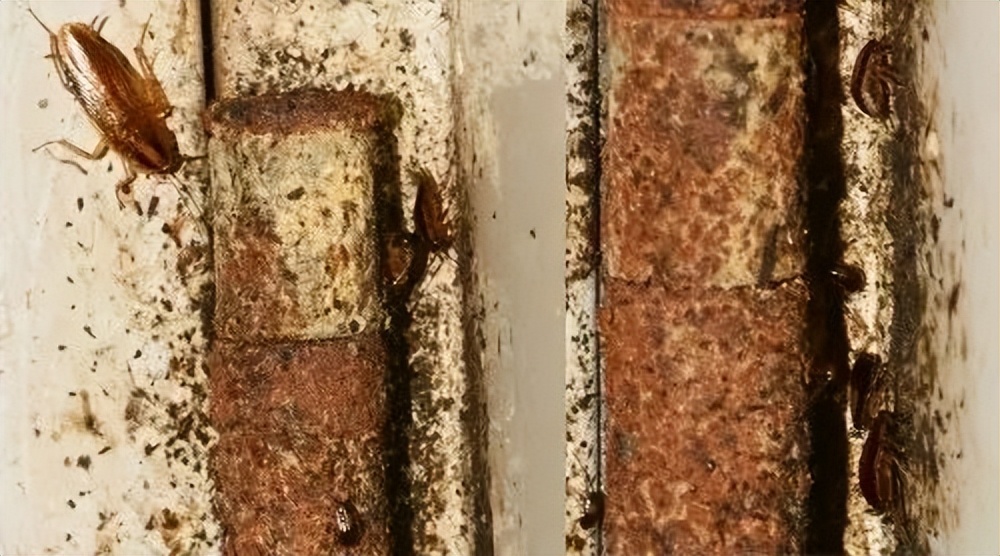 蟑螂怎么正确消灭最彻底非广告,蟑螂怎么正确消灭最彻底不看广告