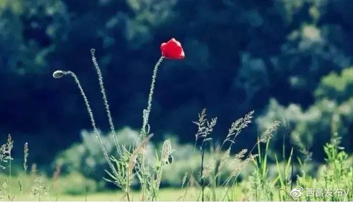 高高的紫云山,我们的青春故事曾在这里演绎