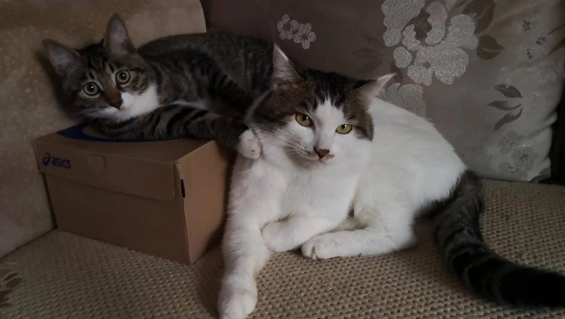 家里来了新“成员”～～“可乐”（连载）