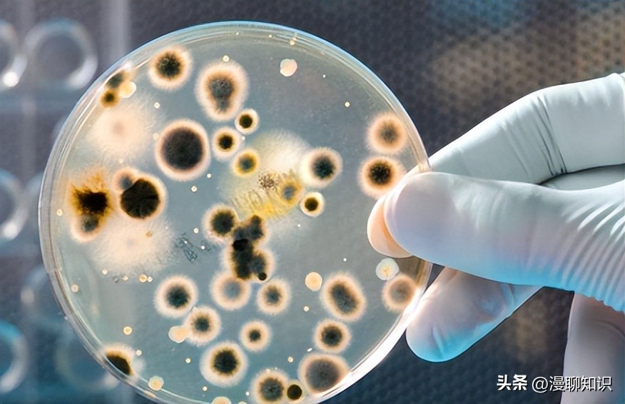 马疱疹病毒感染用什么治疗好,马病毒性疱疹