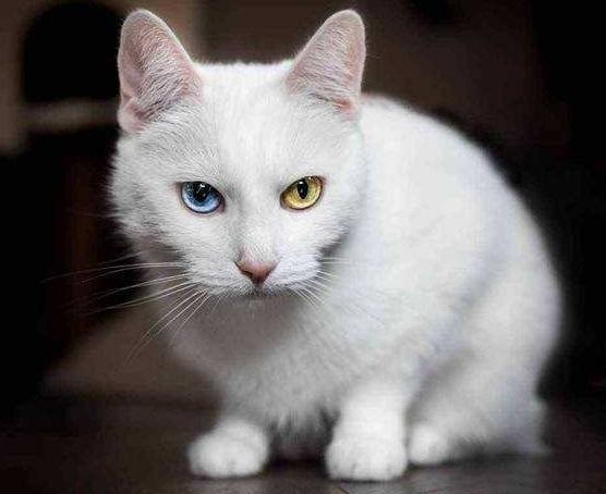 猫咪白内障可以打消炎针吗,猫咪白内障图片大全