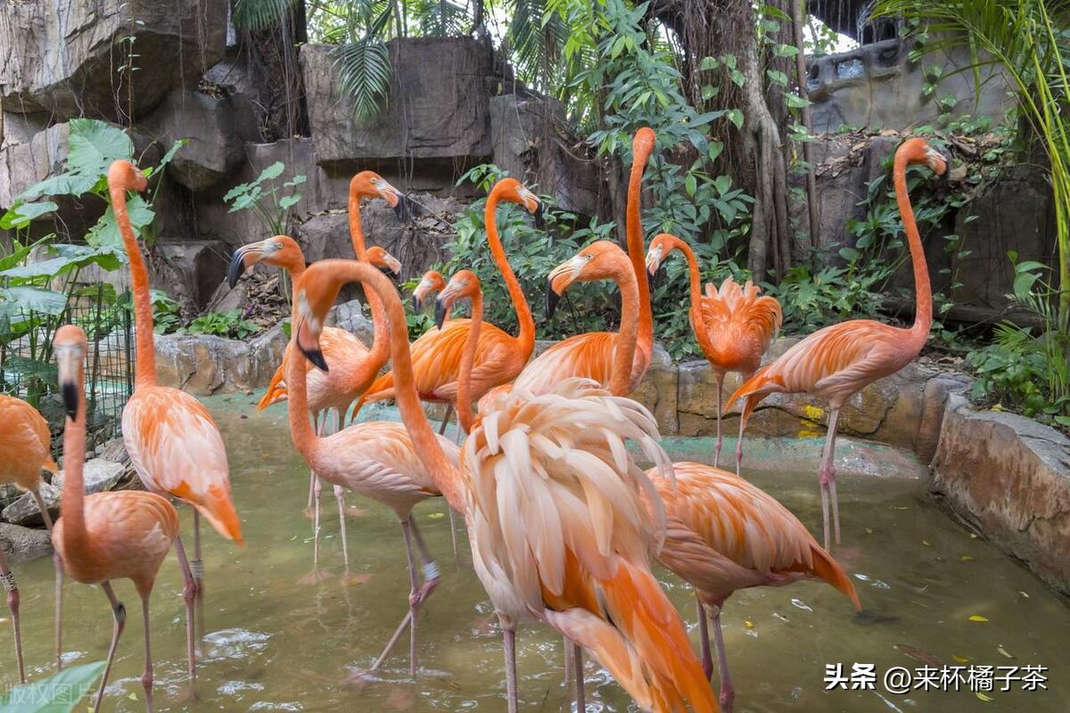 长鹿和长隆动物园哪个更适合幼儿,顺德长鹿与广州长隆动物园