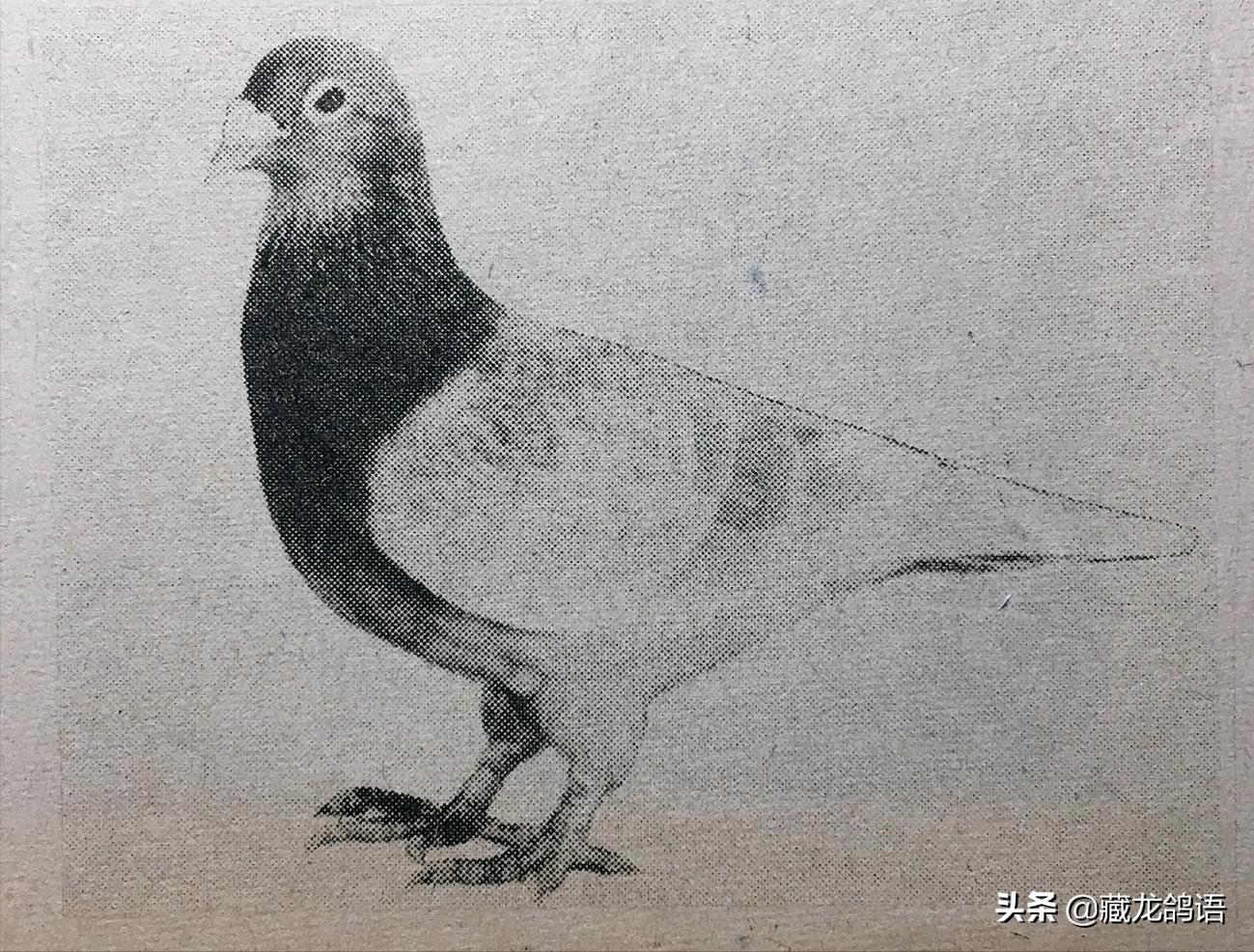 累积翔程可以环绕地球一周的“跛足鸽”