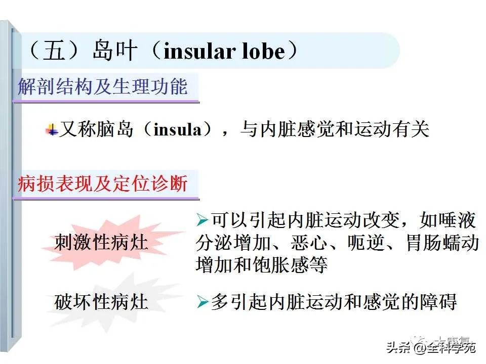 神经系统的影像与解剖定位,最全神经解剖图