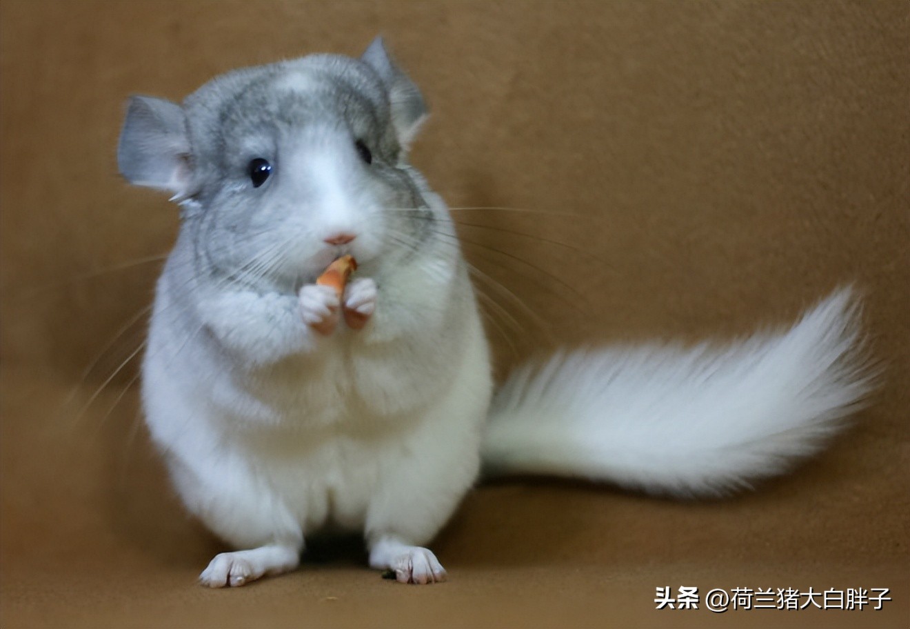 养龙猫的十大坏处,宠物龙猫怎么养攻略教程