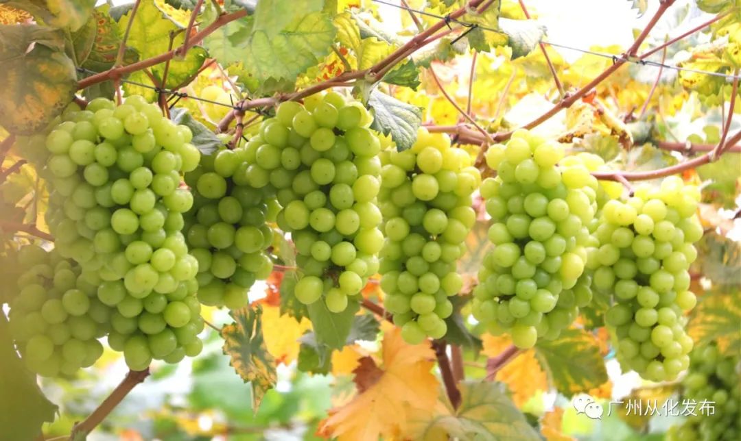 两人从化两天一夜游玩攻略,去从化玩的攻略