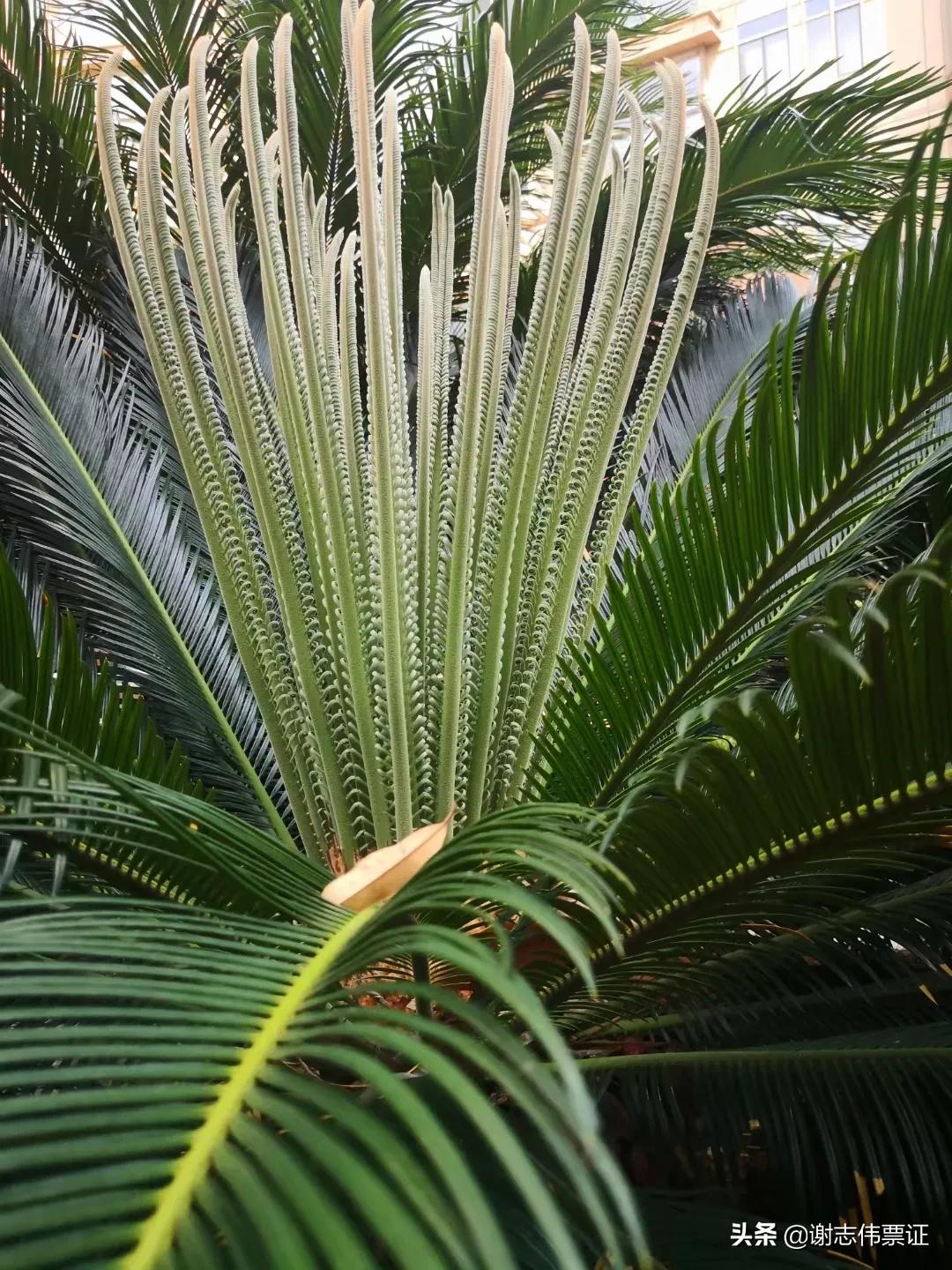 独特的苏州风情（073）铁树长出了新叶片