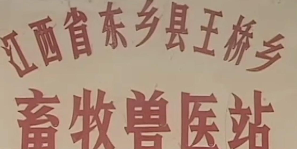 一农民杀猪时意外收获猪宝,农民杀猪得猪宝事件