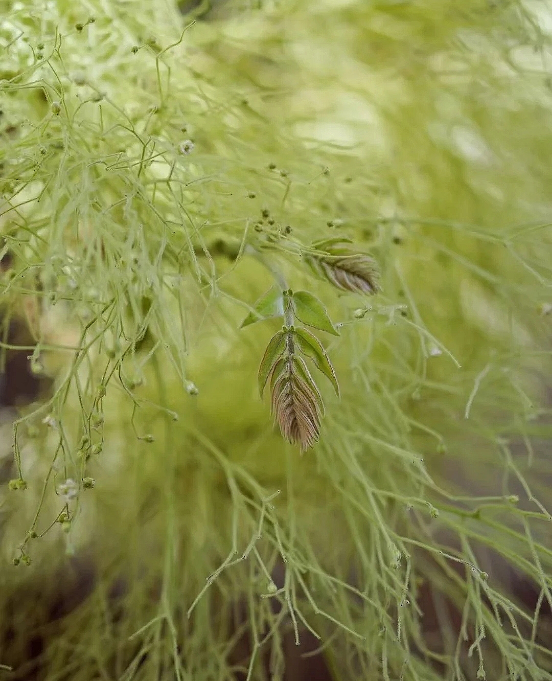 花艺教程花材打理知识,花艺教程常用花材及叶材有哪些