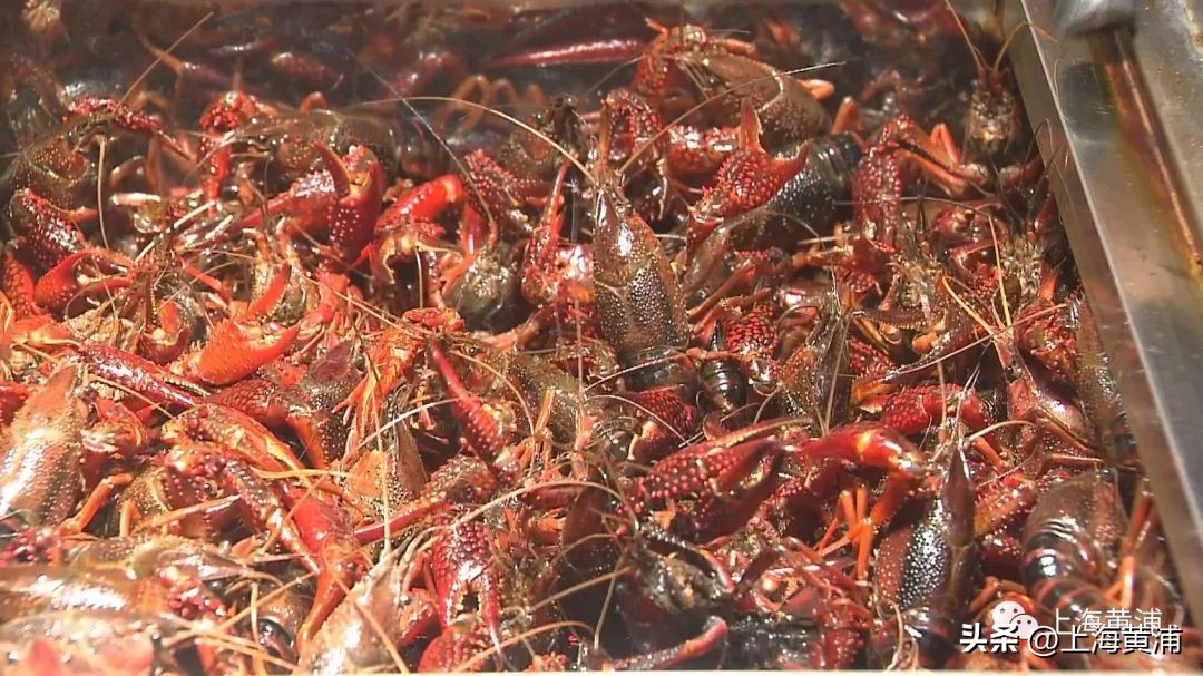 老饕的当季最爱，“六月黄”开始上市