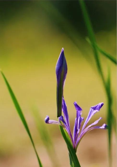 春夏之交，越来越多的花含苞欲放，这一百种娇媚蓓蕾真是美不胜收