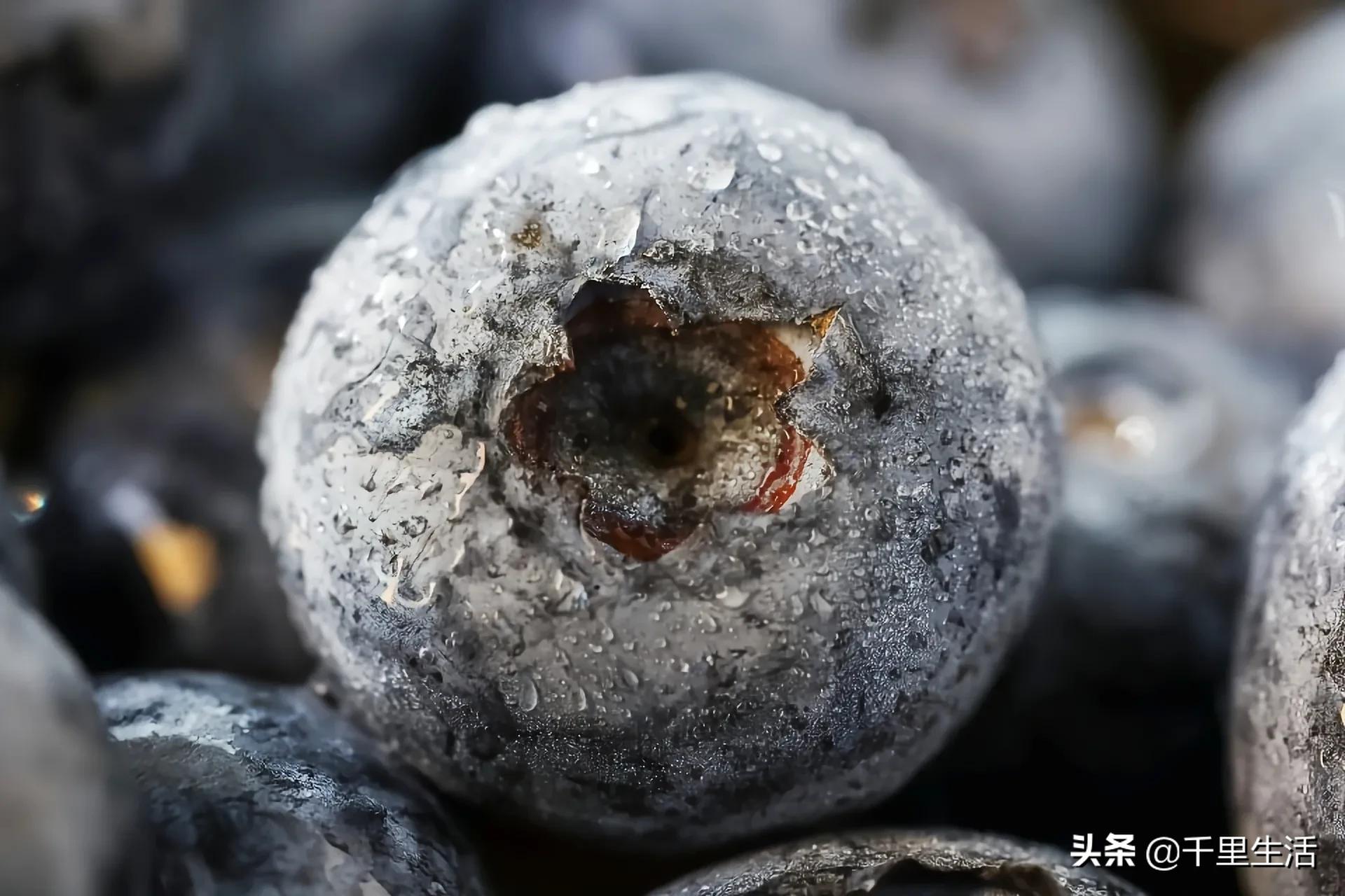 云南昆明蓝莓果,云南丽江蓝莓果