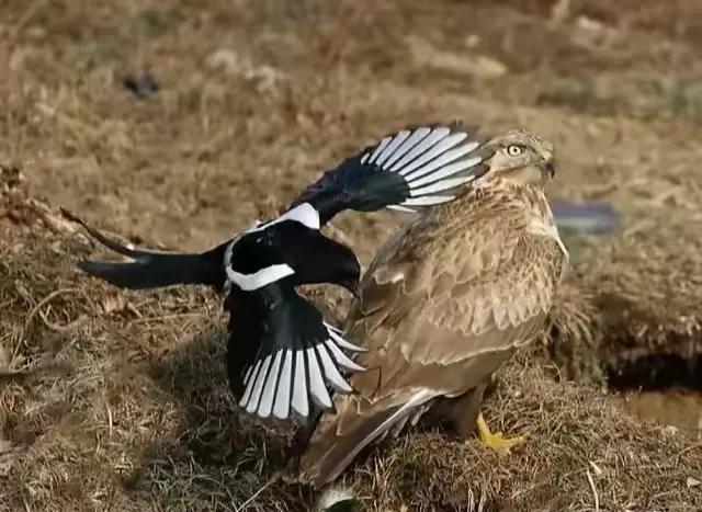 猛禽为什么不能惹喜鹊,鹰为什么不惹喜鹊