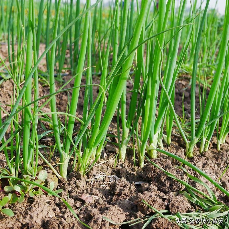 小香葱的种植方法与时间,小香葱播种多久可以采收