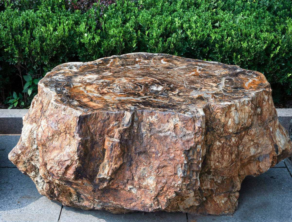 硅化木的原始树木,硅化木和树化石