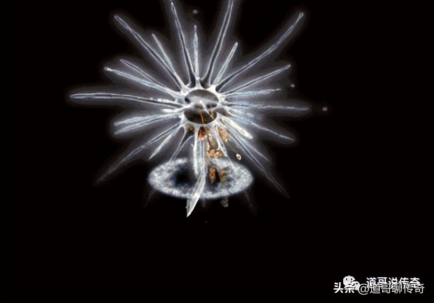 热血传奇百区狮子号,热血传奇目前最牛号