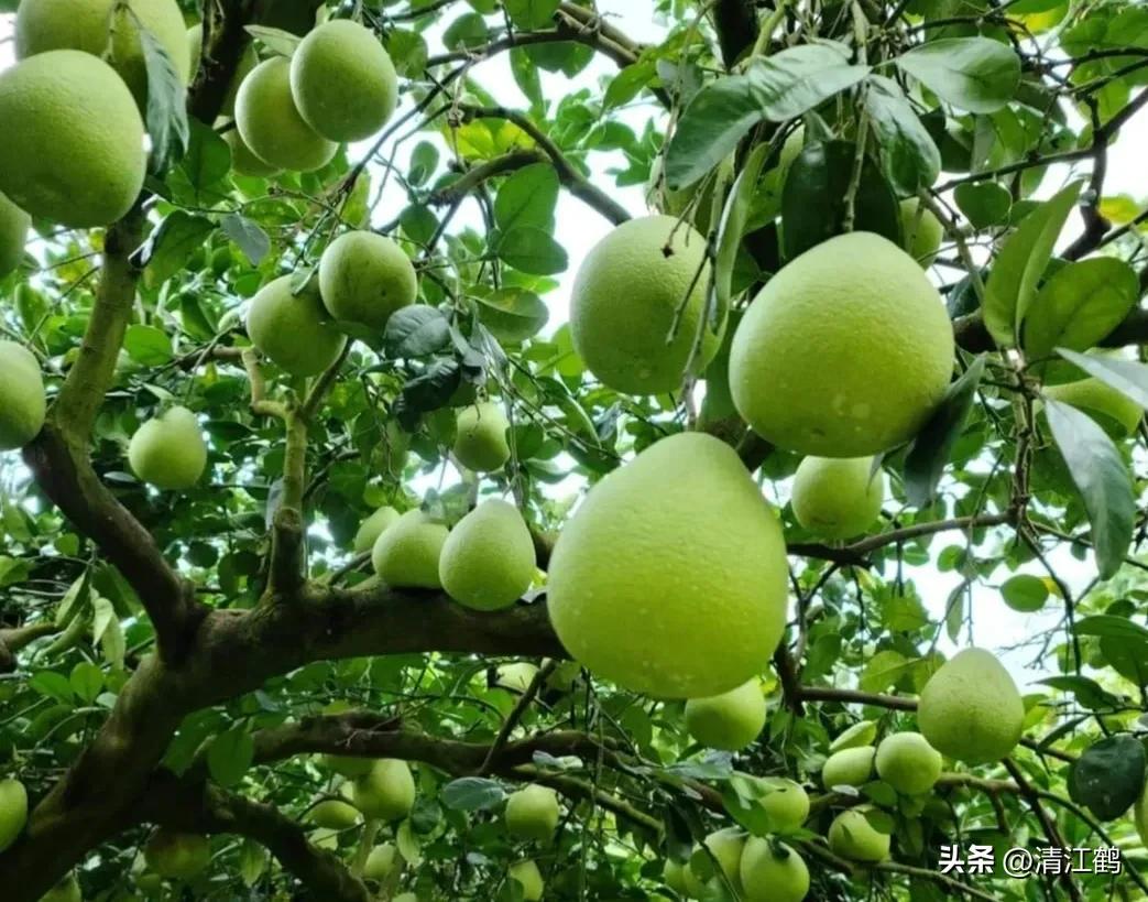 叶面肥增产技巧,叶面喷施肥助生长的配方