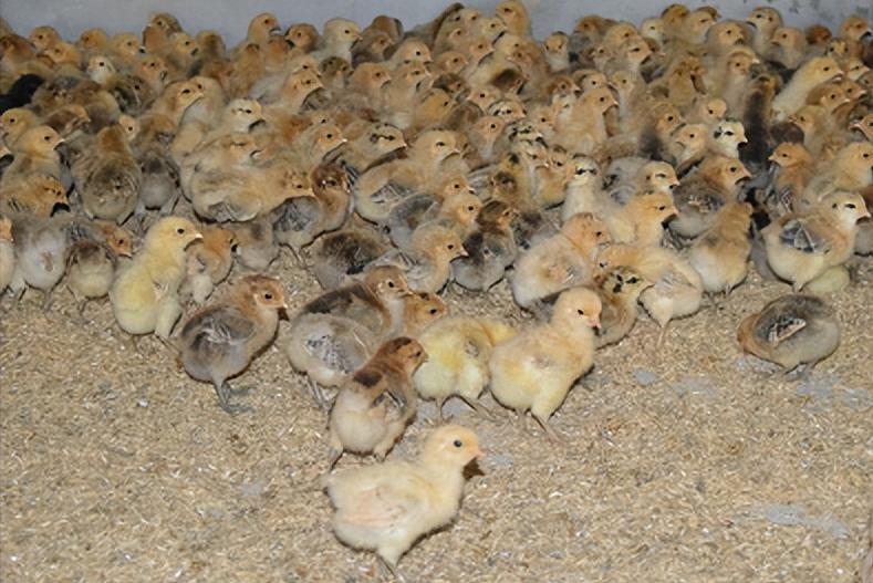 绿壳蛋鸡的养殖全过程,绿壳蛋鸡的正确养殖方法