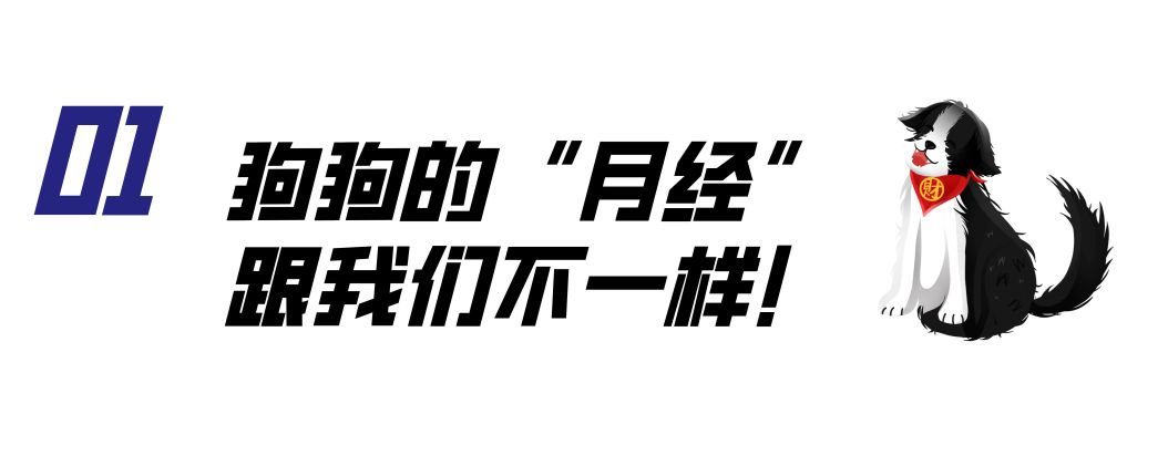 母狗也会来月经吗,狗也会来大姨妈吗