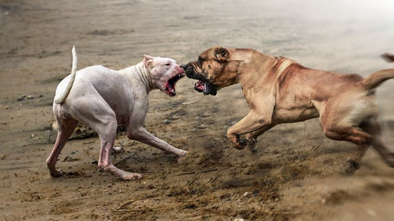 纯种藏獒是如何打败比特犬的,比特犬与藏獒谁才是狗中霸主