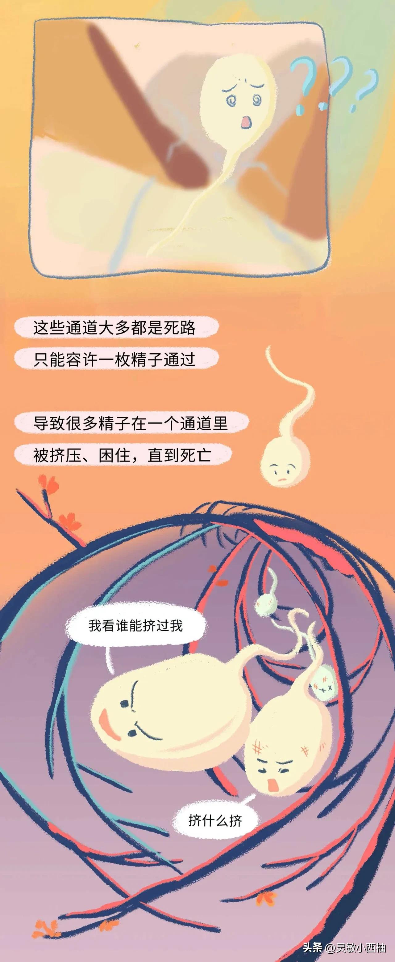 （漫画）精子进入女性体内的全过程，真的太神奇啦