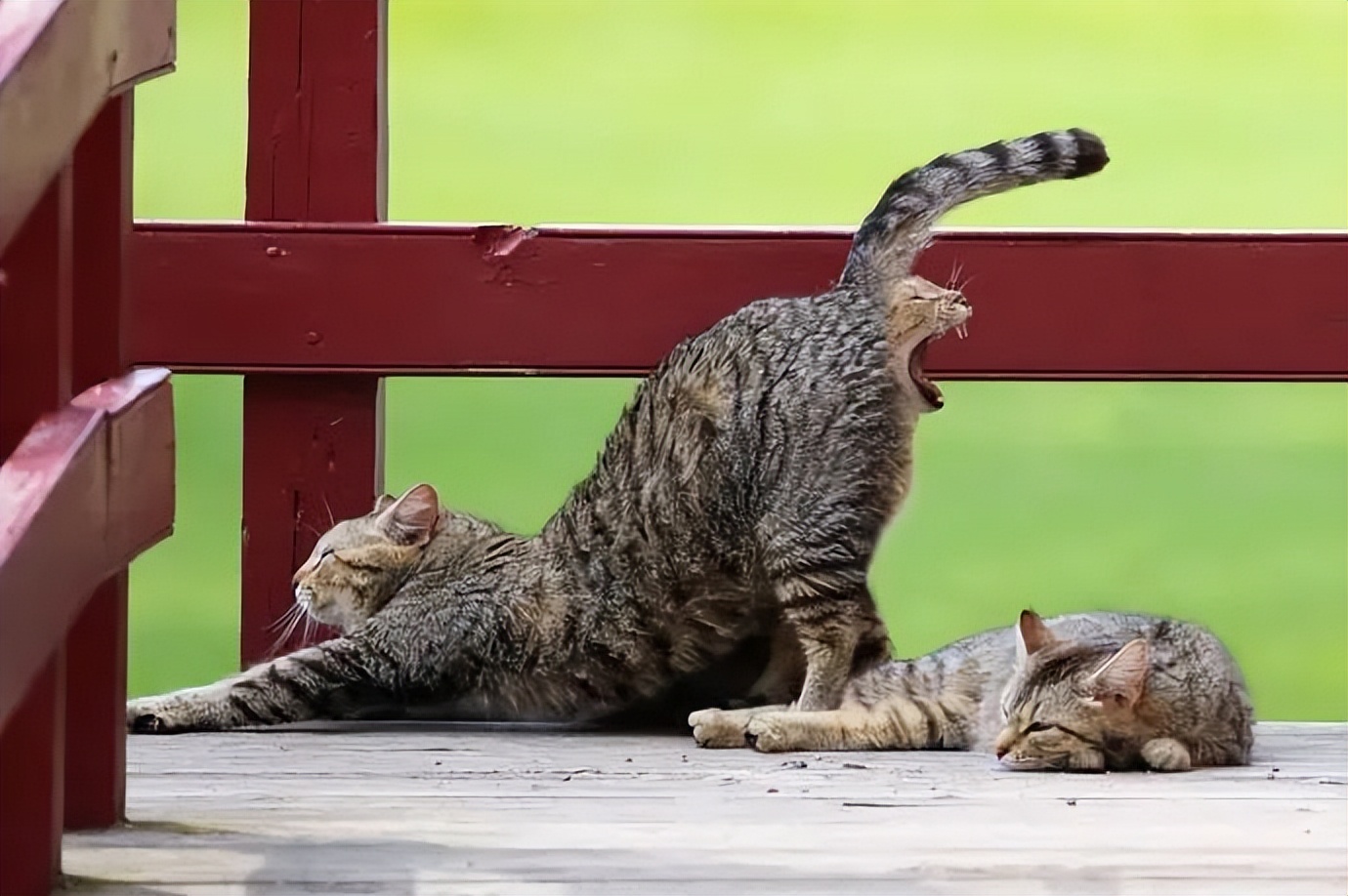 西瓜奇葩搞笑图片,超级搞笑吃西瓜笑的肚子都疼了