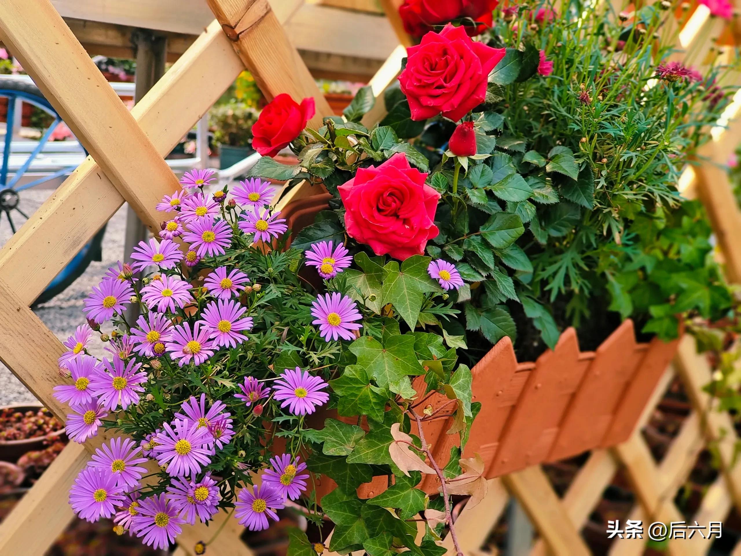 途游西海岸l无比方花园，杨家山里新添网红打卡地