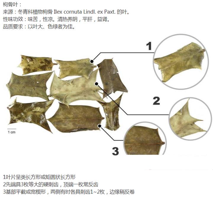 高级枸骨叶,带你识别仙鹤草