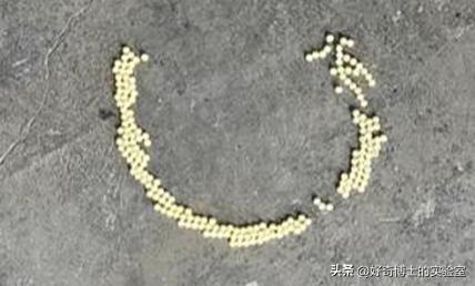 床上小颗粒是什么虫卵,墙上有虫卵很小颗粒