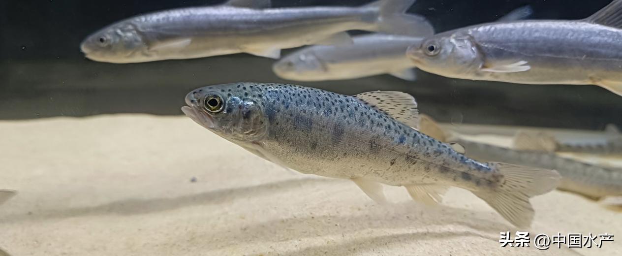 水生外来物种入侵防控工作方案,水生动物防疫