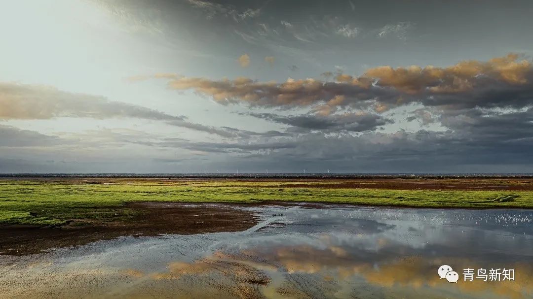 世界上最罕见的动物之勺嘴鹬,勺嘴鹬是不是濒危动物