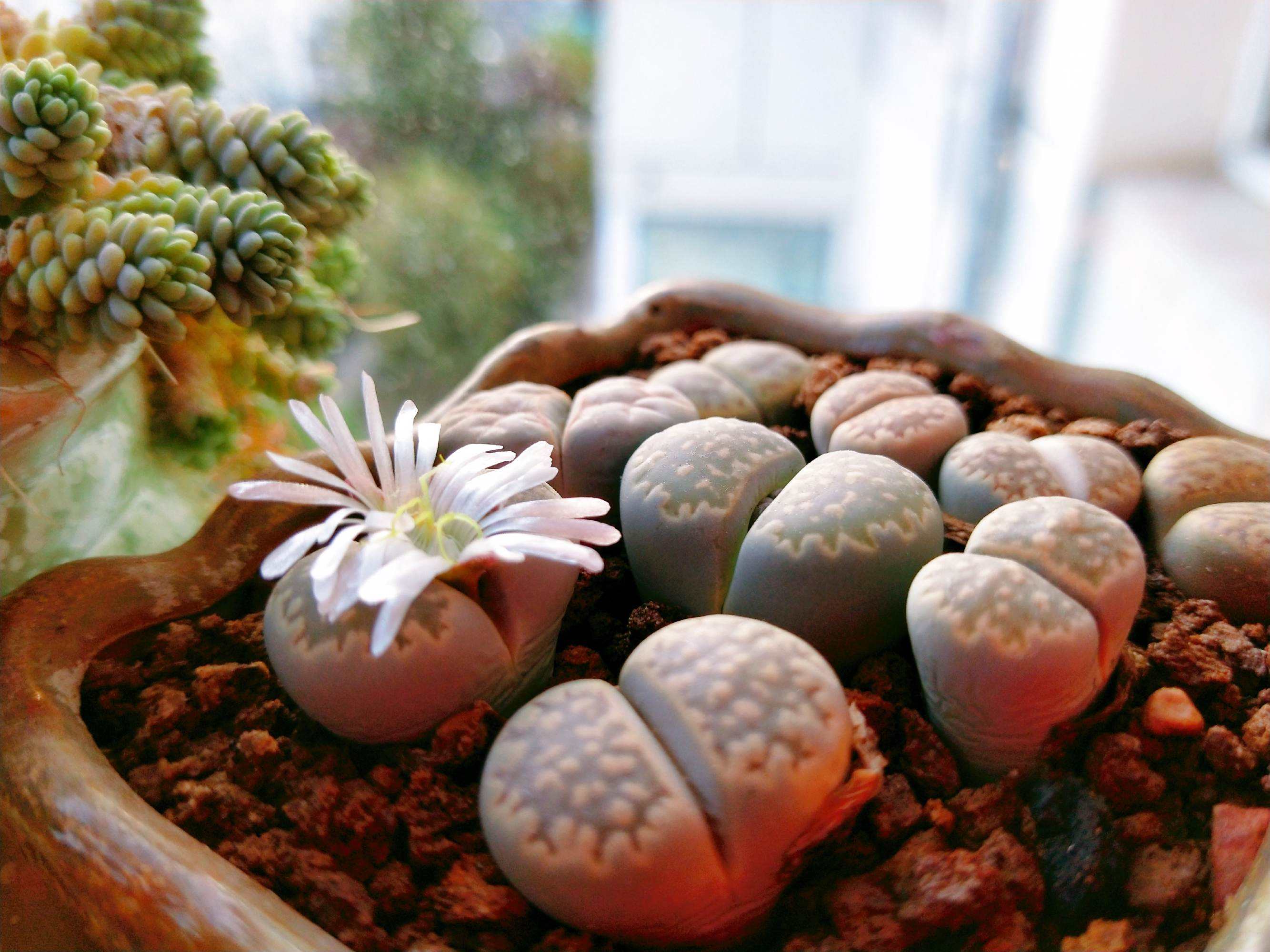 女子8年种多肉成多肉界天花板,100种多肉造型图