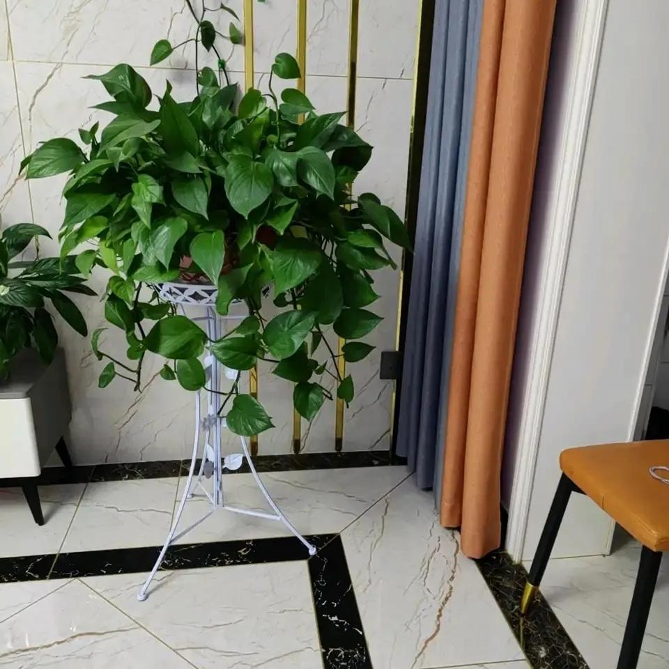 室内净化空气除甲醛最好养什么花,什么花净化空气除甲醛最好