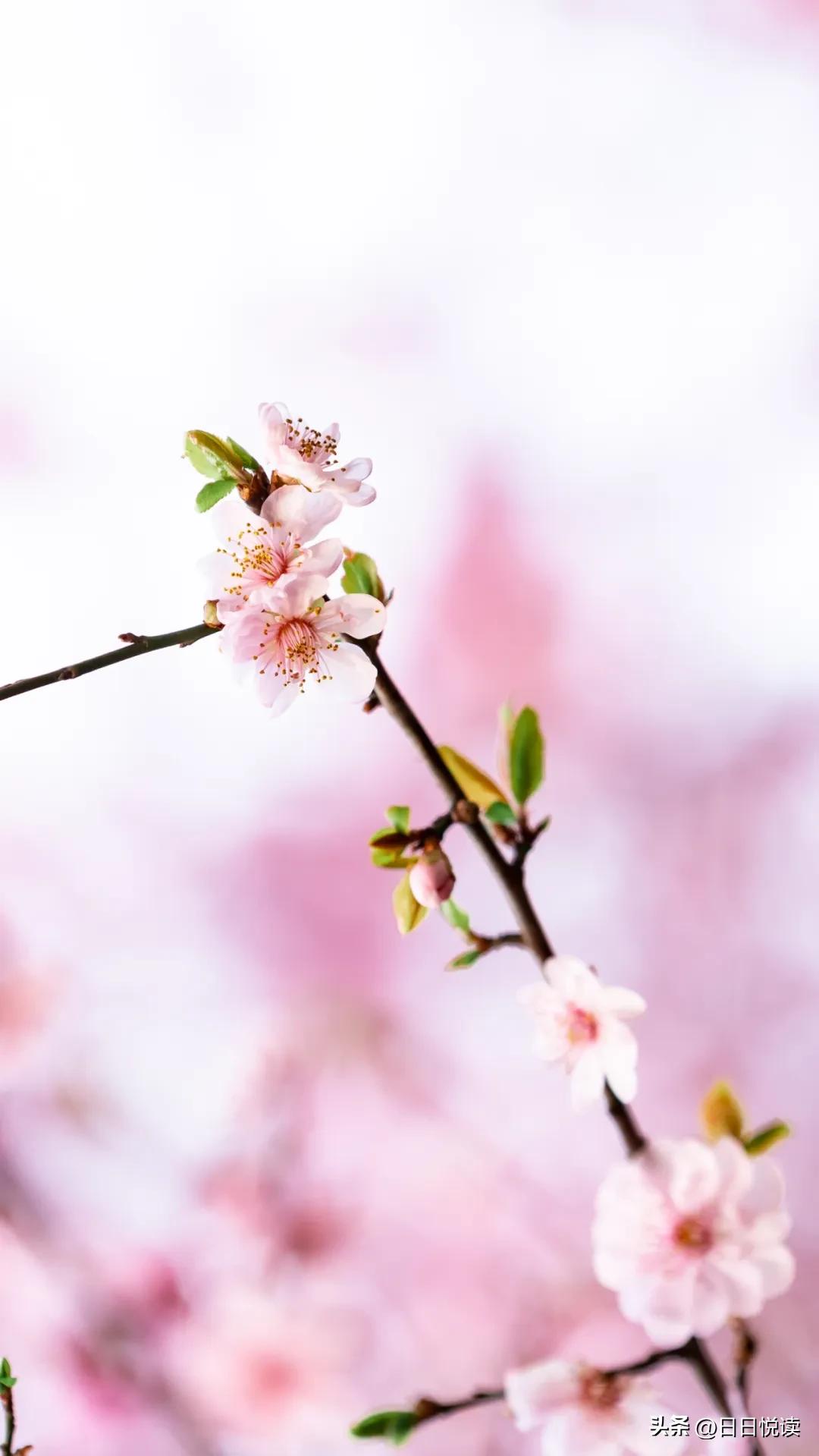 湖北荆州：石首“繁花”上大分↑即将刷爆朋友圈！