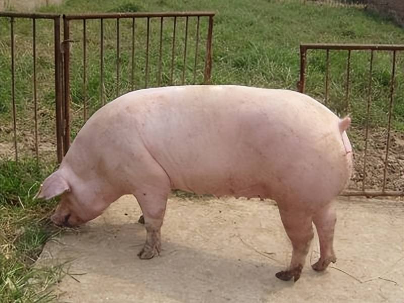 母猪产后流灰色液体,母猪产后四天还流白色物正常吗