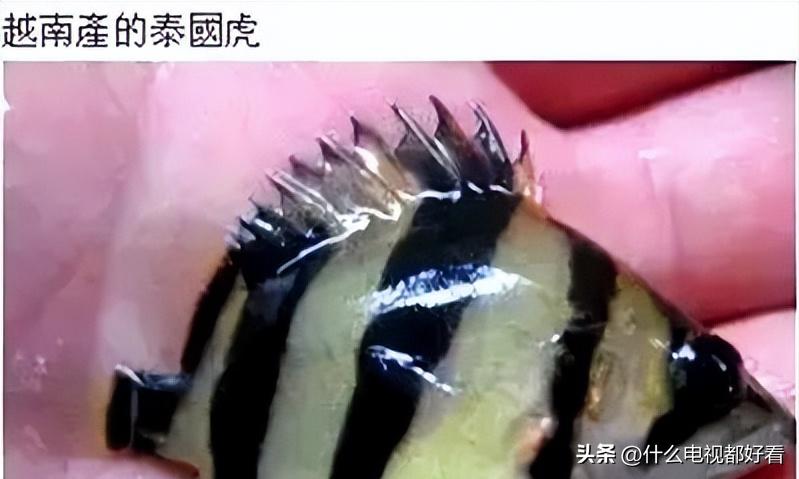 虎鱼从小饲养的正确方法,饲养虎鱼有哪些注意事项